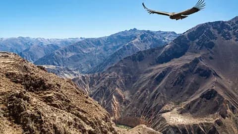 COLCA 1 DÍA