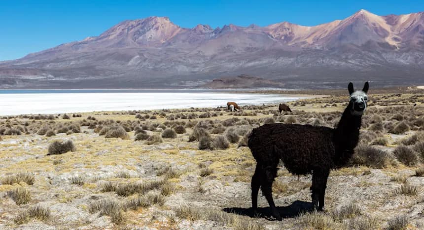 RESERVA DE SALINAS ( SALAR) FULL DAY